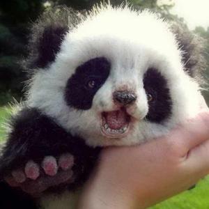 Meghna Kommalapati logo