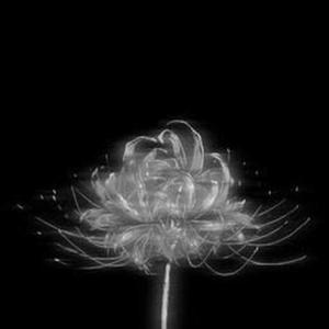 littleflower2809  logo