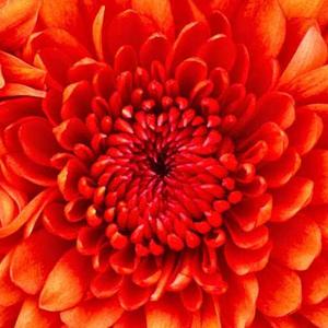 rajesvari Nadaraja logo