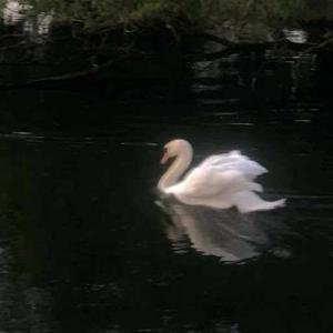 Shubhoshree Guha logo