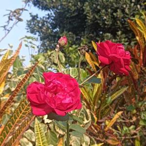 Rajlakshmi Sarma logo