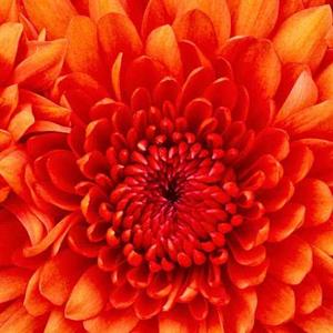 Aishwarya Patil logo