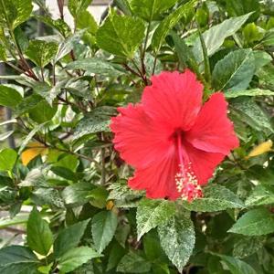 Moazzam Chauhan logo